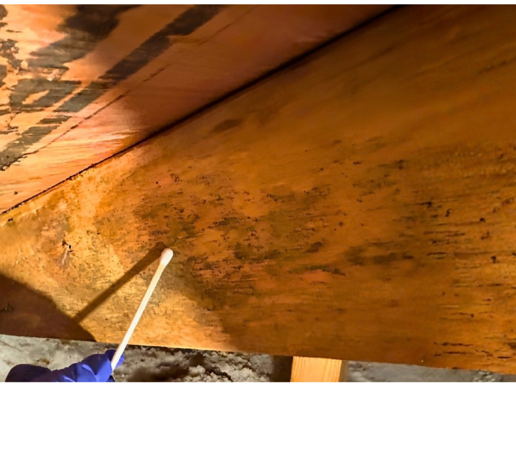 Sarasota Mold Inspection